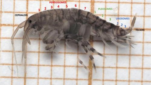 Melita hergensis